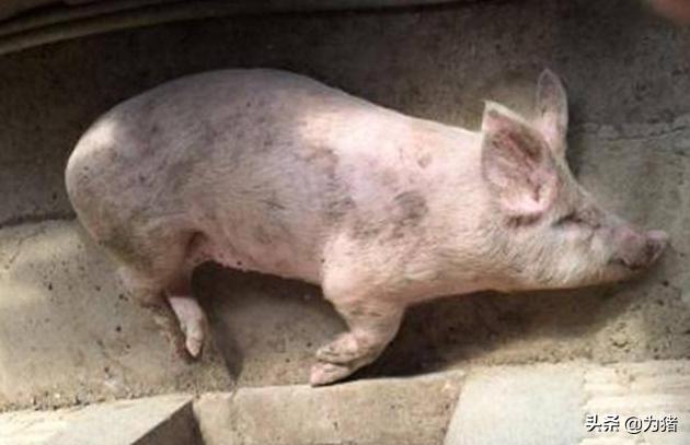 猪瘫痪是什么,猪瘫痪几个阶段