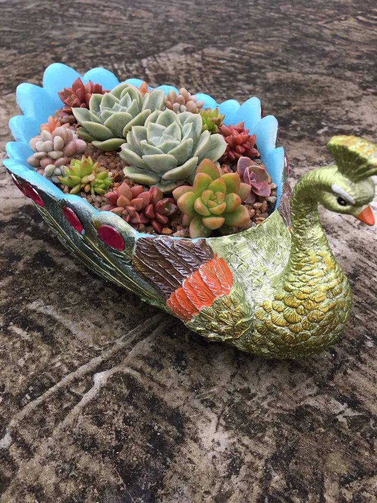 五颜六色的透明多肉,颜色超好看的多肉