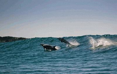 注意！这样的海水可能有毒，被污染的海鲜也不要吃！严重可致命…