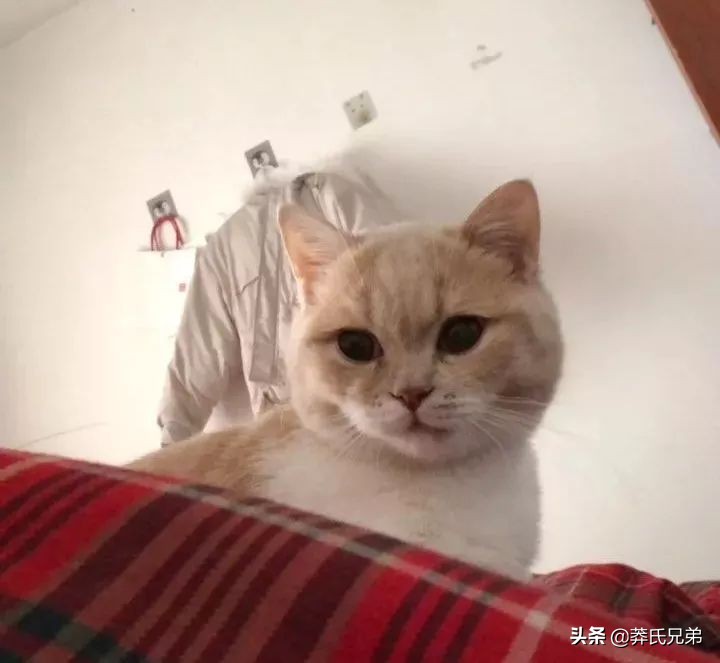 可爱小奶猫刚生出成长日记,一只小奶猫的成长过程