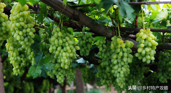 河北十大特产，雪花梨、坝上口蘑、白洋淀松花蛋，保定春不老