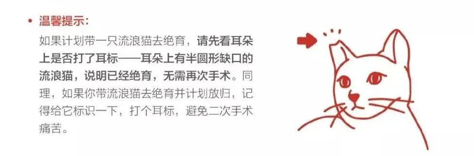 遇到流浪猫该如何科学救助？这篇救助手册里全有了