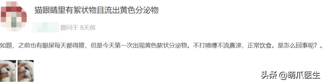 猫咪眼睛有分泌物怎么处理,猫咪眼部常见的疾病及日常护理