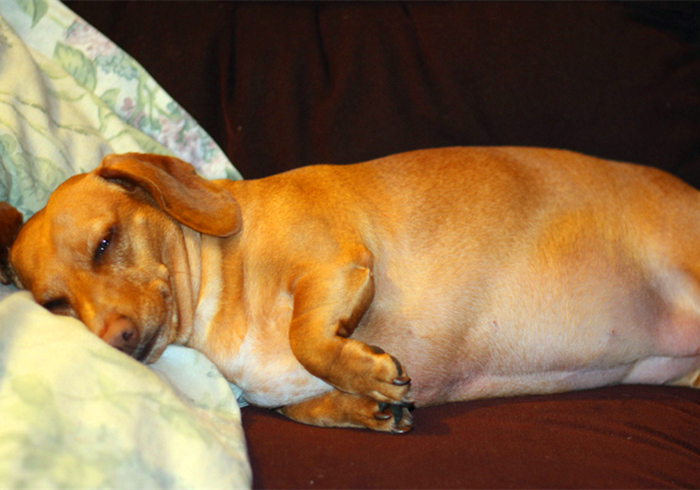 爱犬得了不治之症怎么办,小狗患有糖尿病是否可治愈