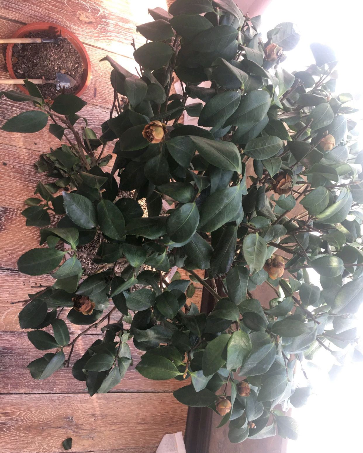 室外盆景搬进室内枯萎,室外养茶花叶子黄了