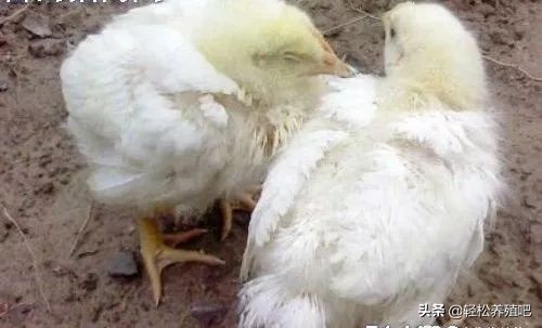 鸡拉白屎是什么原因用什么药,成年鸡拉白屎怎么快速治愈土方法