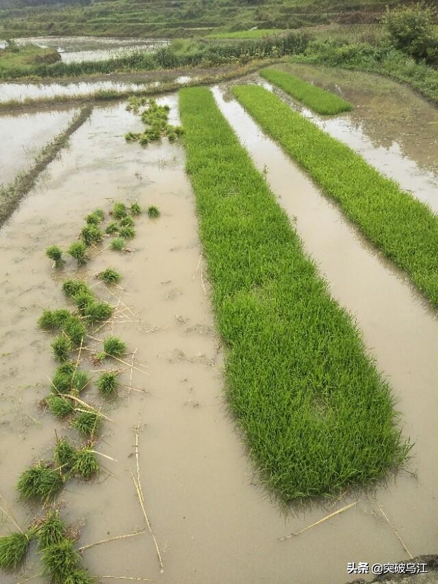插秧是一门关键技术活，掌握要点有利秧苗正常生长。