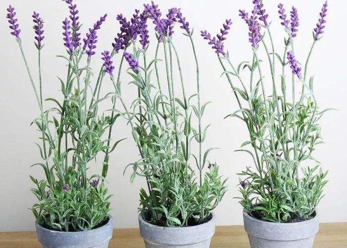薰衣草的正确养殖方法图片大全,薰衣草移盆需要恢复几天
