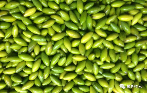 重庆江津石蟆青果,江津石蟆青果