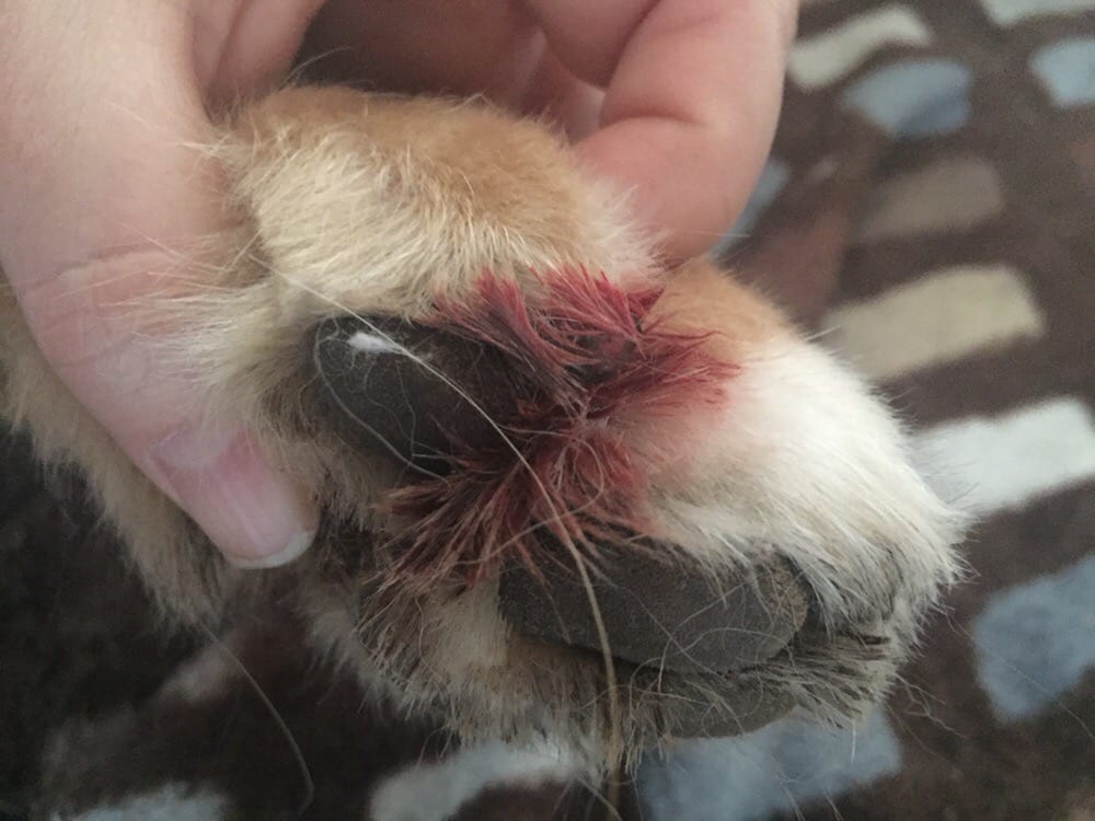 给狗子指甲剪太短了,能不能给狗狗剪指甲啊