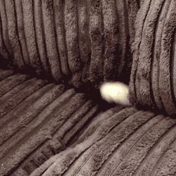 所有猫咪都是液体么,猫咪是一种特殊的液体你知道吗