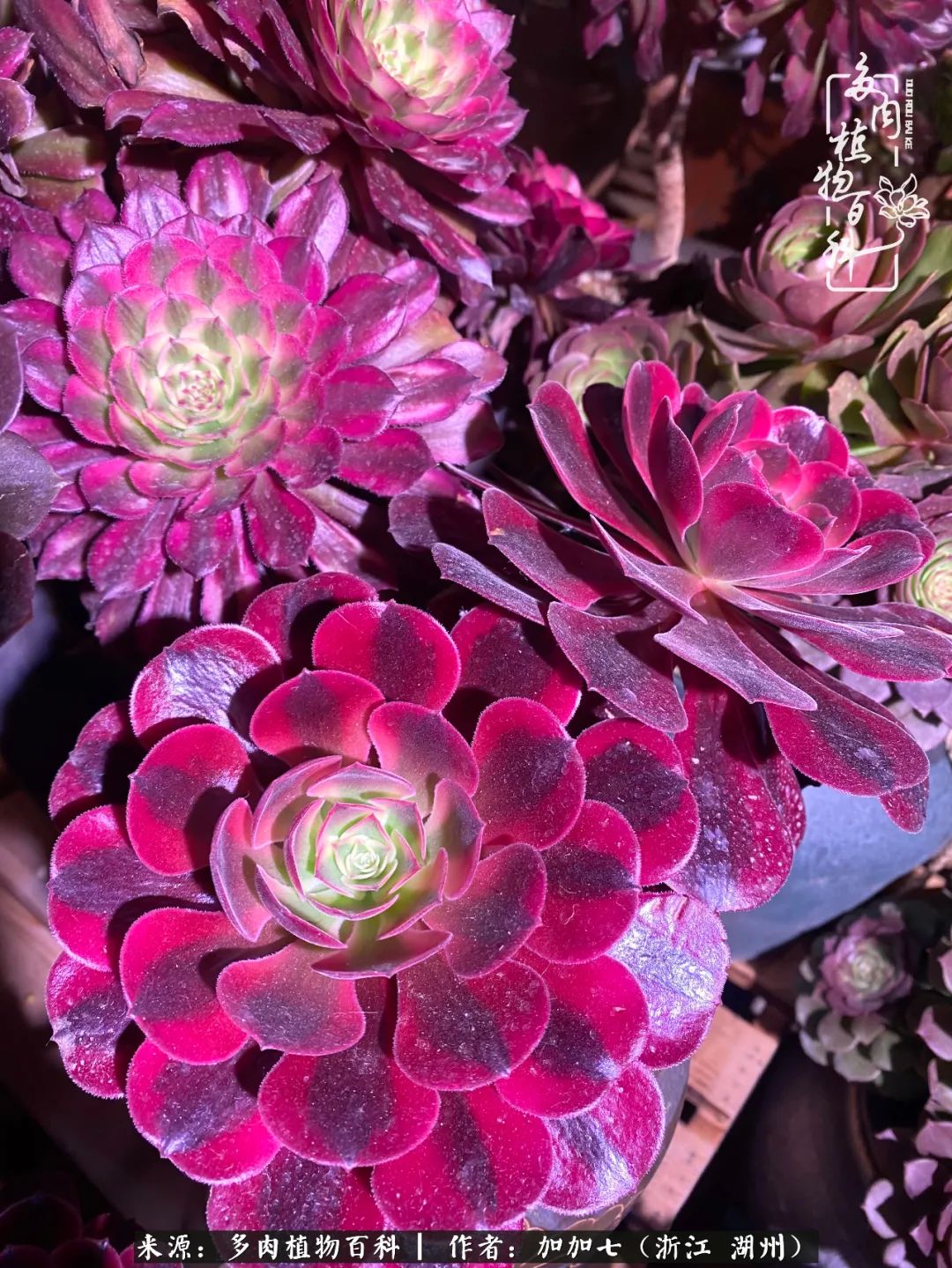 没根的法师夏天怎么养,五法师阵容