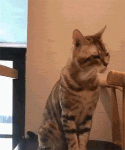 每天笑不停现代版原唱,托马斯回旋踢飞踢