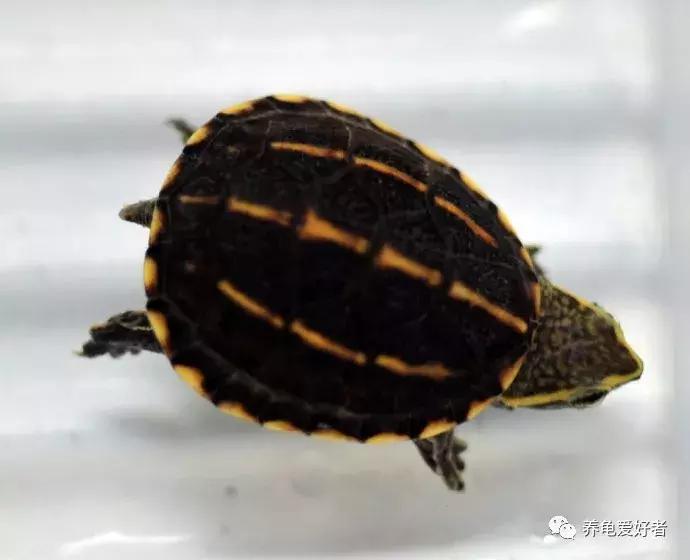 蛋龟类龟的不同阶段,蛋龟还有什么龟