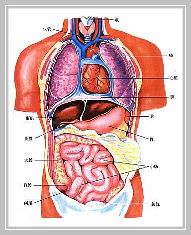医生常用的解剖学、内外科口诀