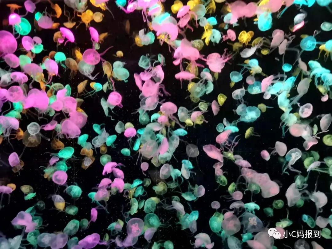 珠海长隆旅游攻略吃住一体,带孩子去珠海长隆攻略