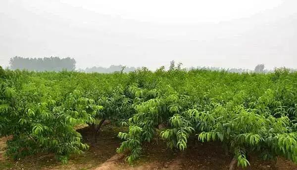 科学种桃树,如何正确种桃树