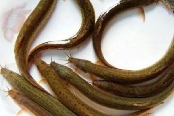 泥鳅养殖饲料转化率,泥鳅养殖产品优势