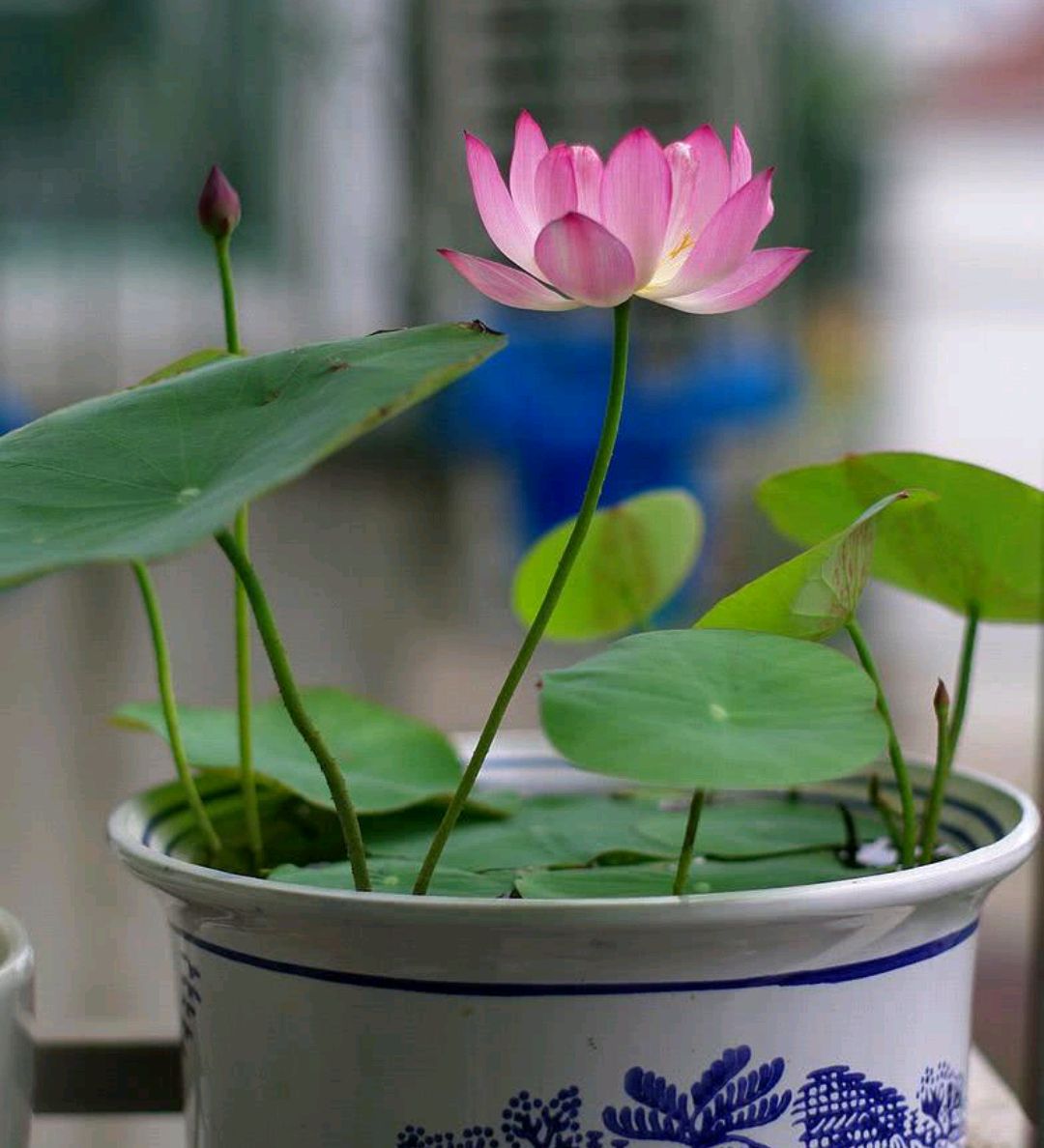 浇水过多死的植物,最容易浇死的6种花