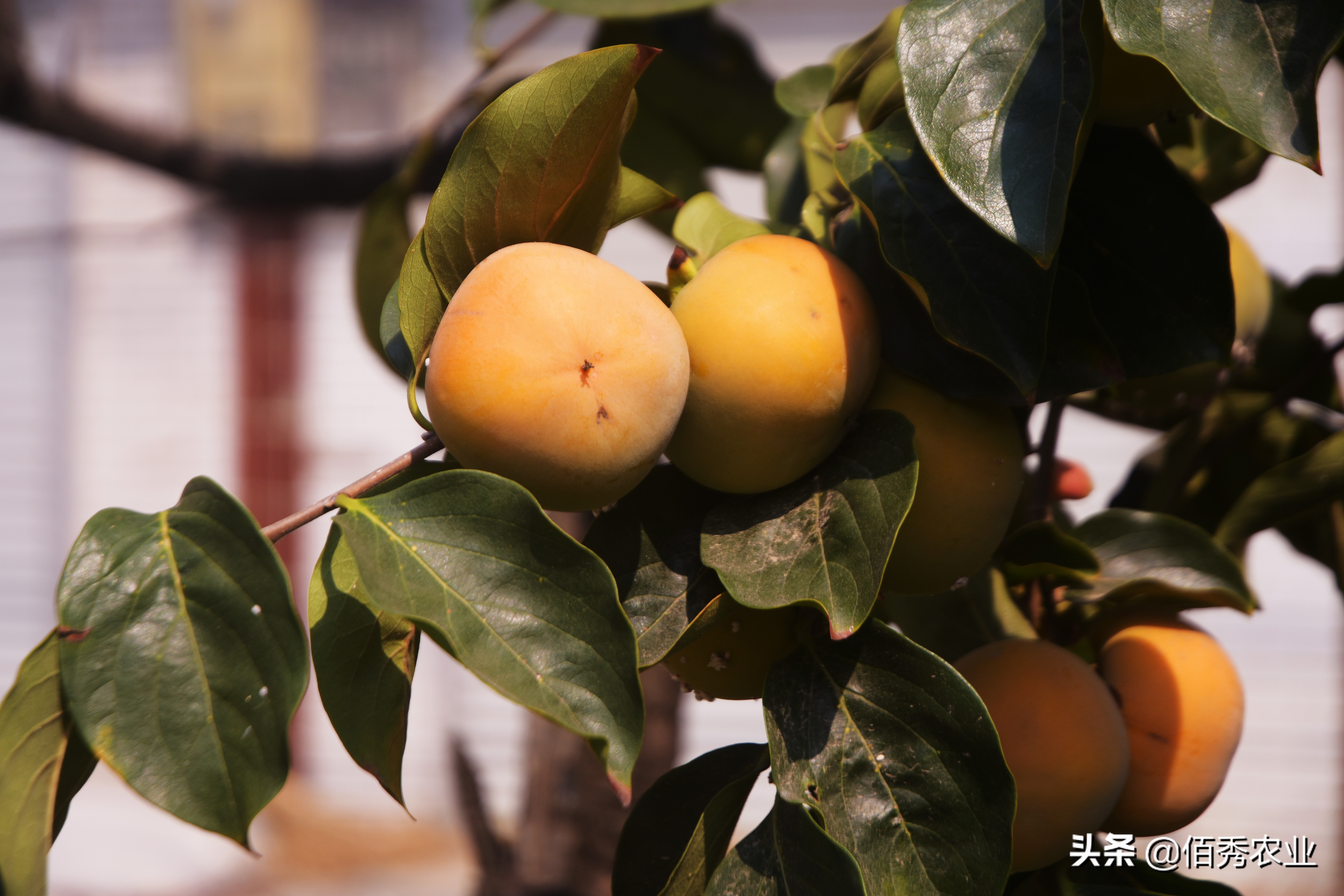 柿子树上有白点，按压有“血液”，喷农药效果差，有防治妙招吗？