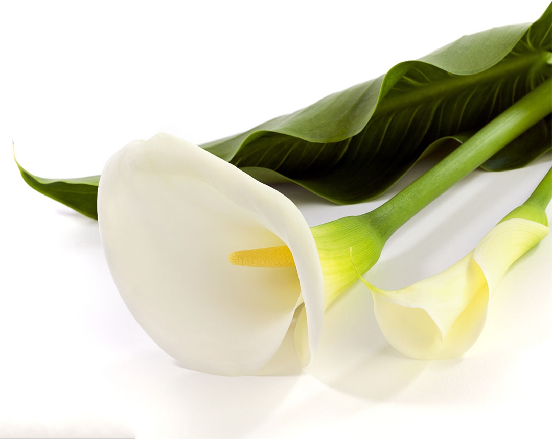 马蹄莲的种植和养殖方法有哪些呢,马蹄莲的养殖方法与注意事项