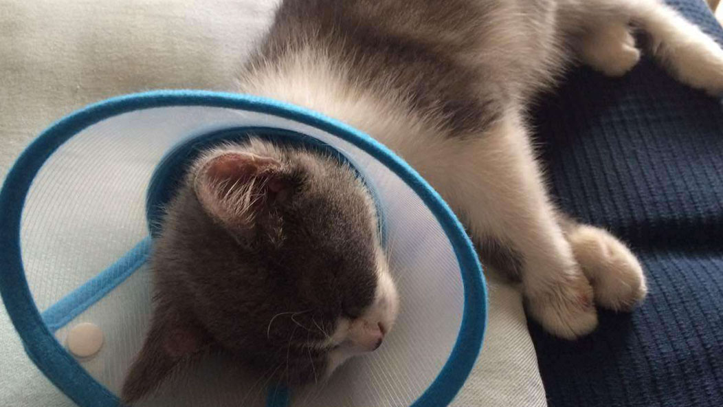 如何治疗猫癣,该如何治疗猫癣