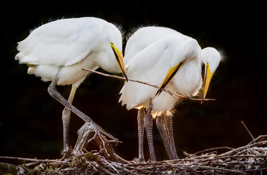 香港第14届全国摄影艺术展,第29届全国摄影艺术展览获奖名单