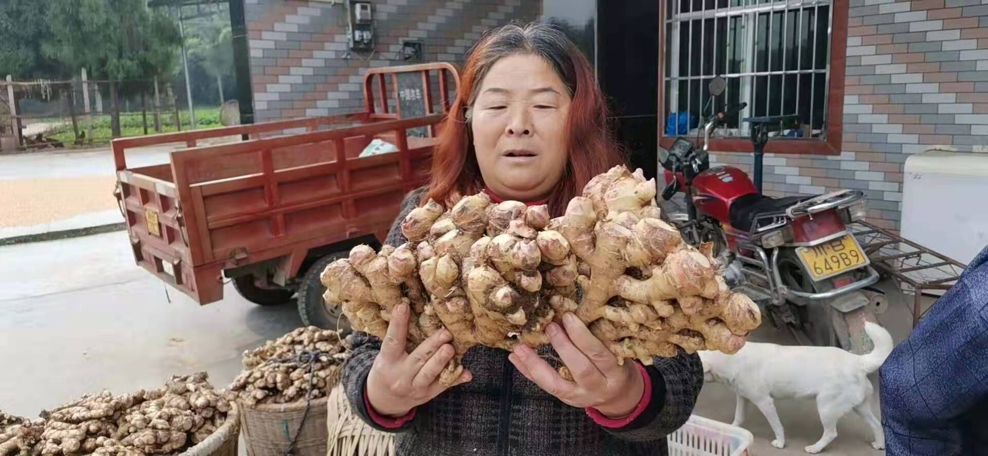 “百年”生姜致富梓潼百姓