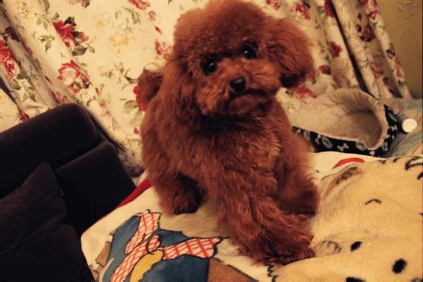 贵宾犬为什么不喜欢和其他狗玩,为什么小贵宾犬都喜欢挤在一起呢