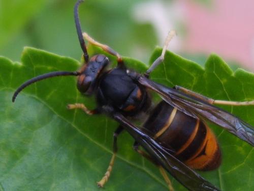 如何预防马蜂筑巢,奔奔控虫