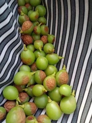 葡萄日灼和气灼的用什么药好,葡萄气灼和日灼是什么意思