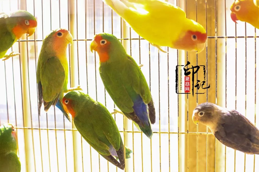 商丘道北花鸟批发市场,商丘花鸟宠物市场