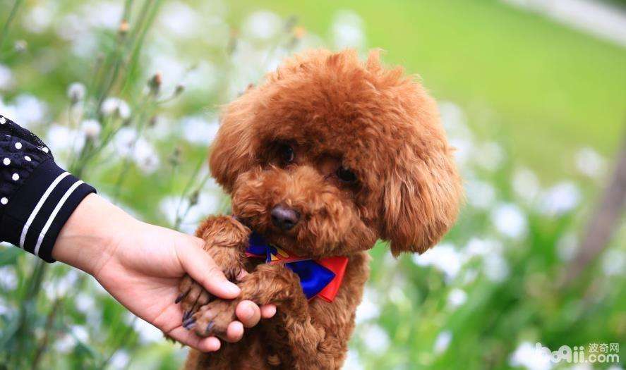 泰迪舔你除了喜欢你,还有这6种隐藏含义,你知道吗?