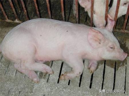 老病新发，猪场常见且不可轻视的厌食性链球菌病