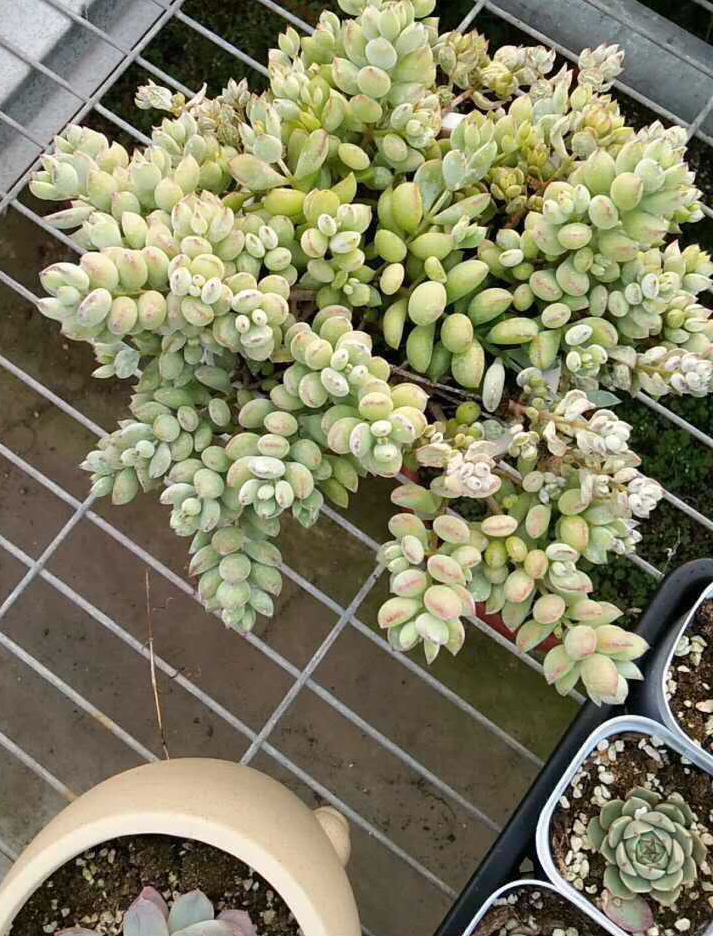 多肉掉叶子怎么挽救,多肉掉叶子补救方法