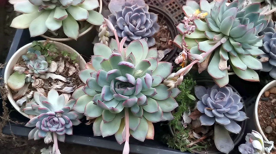 多肉开花一般在几月份几号开花,莲花座多肉开花对它生长有影响吗