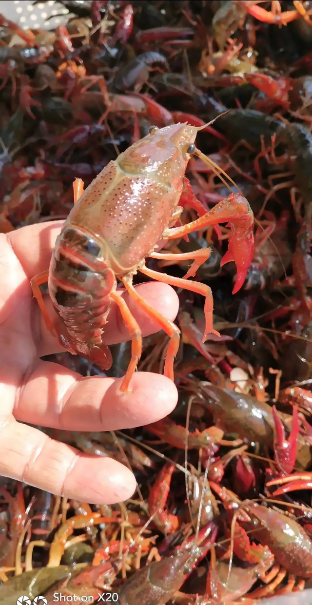 小龙虾洞一般几只龙虾,小龙虾辟谣