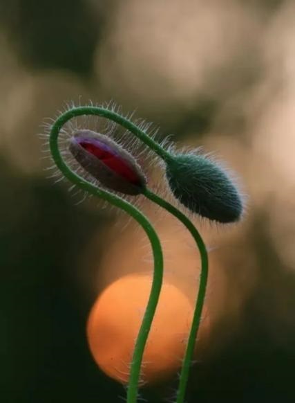 物体拍照摄影技巧,拍摄艺术物体技巧与角度视频