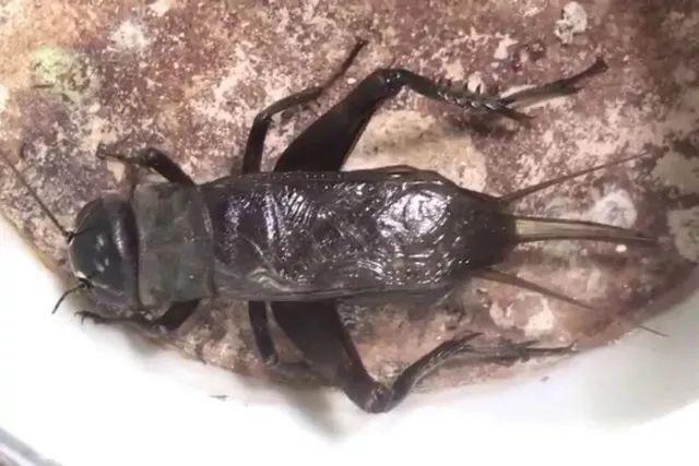 百艺杂谈,教你鸣虫界的八句“黑话”