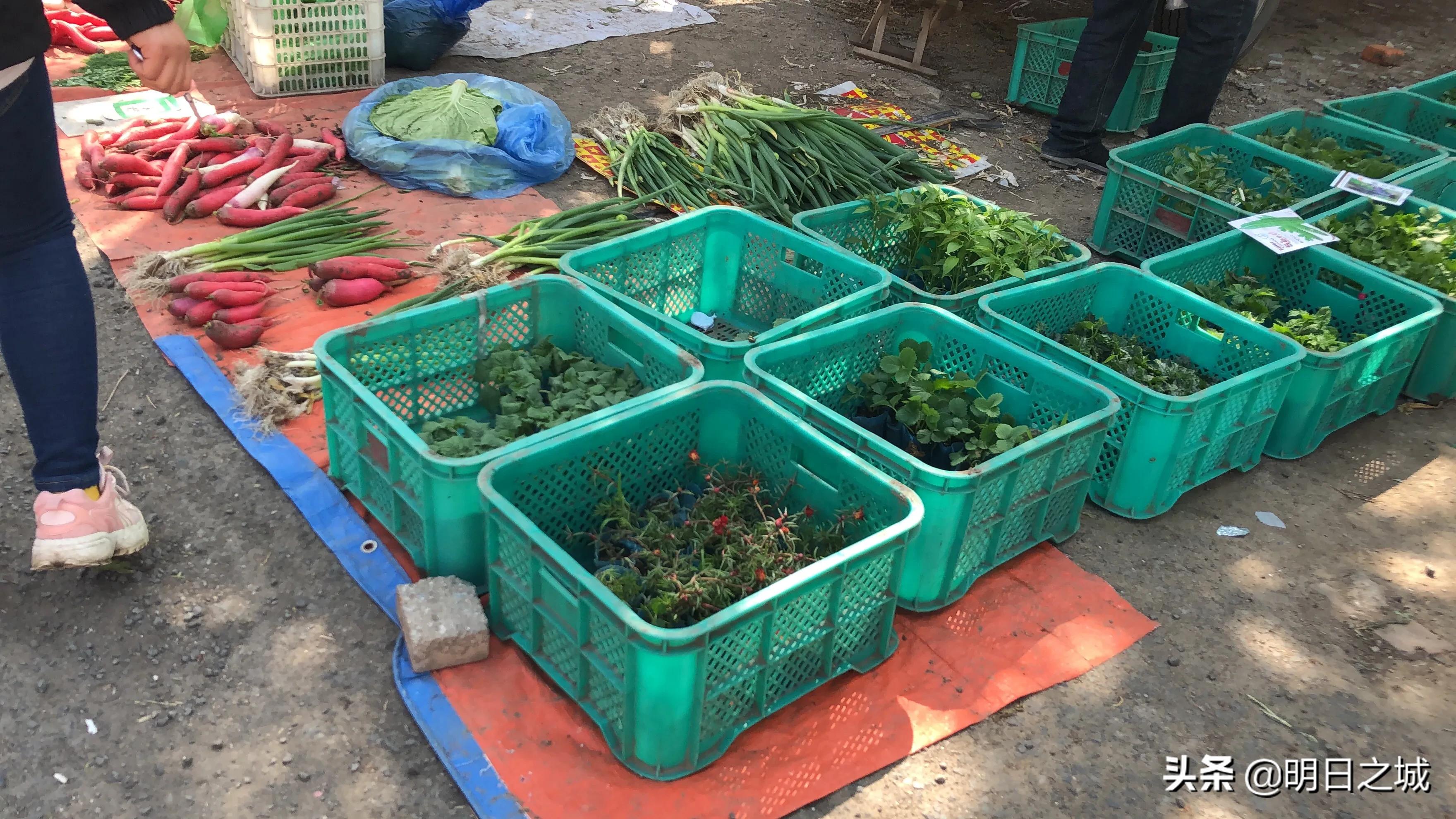 长春早市晚市大集大全2021,长春目前存在的早市