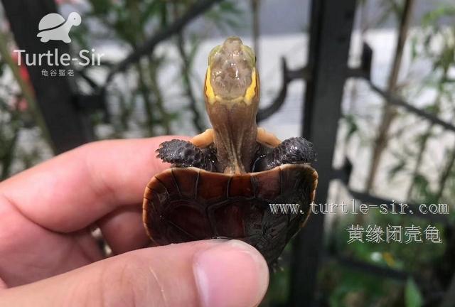 黄缘闭壳龟药源性肝病出现拒食的治疗方法及病因「龟谷鳖老」