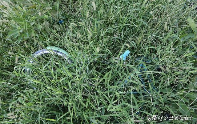 蔬菜粉虱怎么处理,蔬菜烟粉虱的天敌及综合防治策略