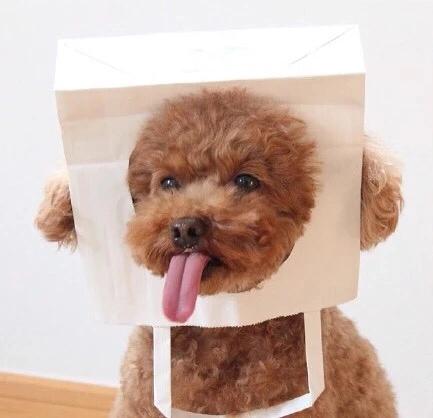 怎么挑选纯种黑贵宾,巨型贵宾纯种怎么看