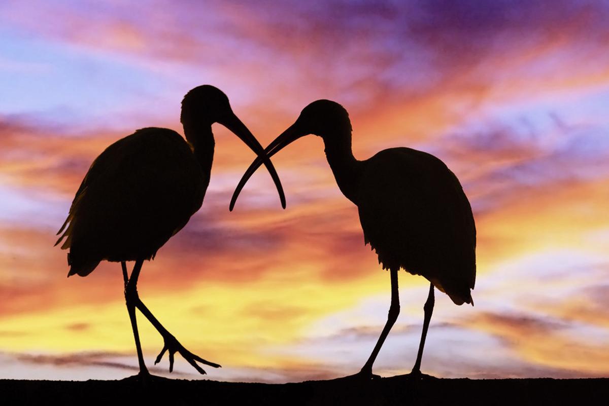 用陪伴温暖和治疗抑郁症患者