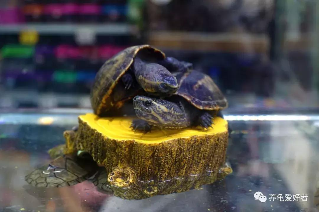 新手养龟的技巧和注意事项,新手养龟注意事项和方法