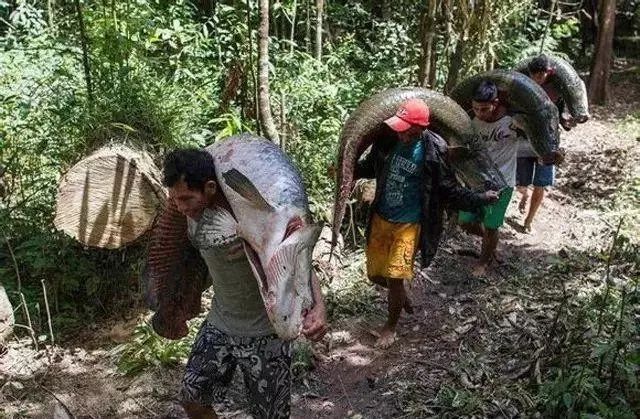 世界顶级淡水鱼大全,世界上顶级鱼类大全