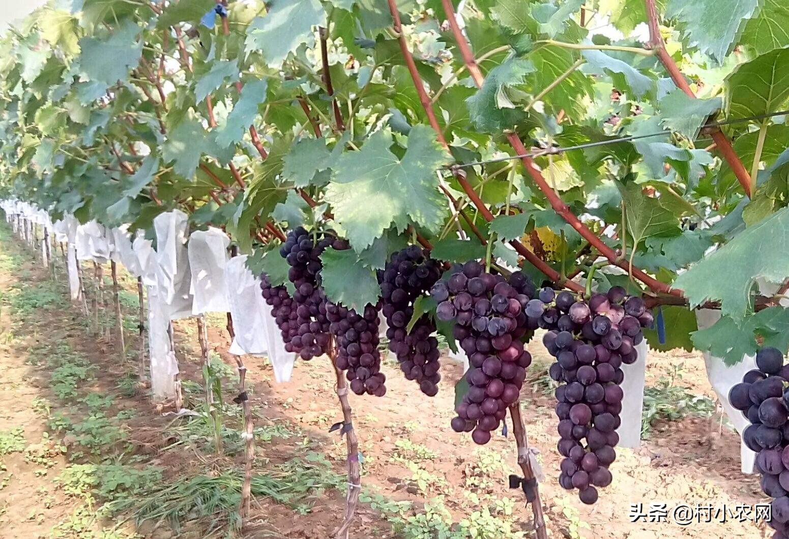 葡萄种植户前景怎么样,葡萄种植前景与销路
