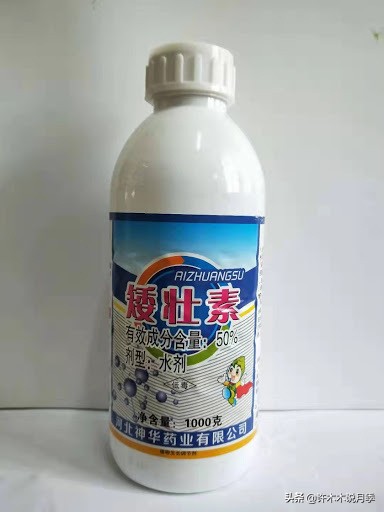 月季长得太高能用矮壮素吗,月季长得一边高一边矮怎么办