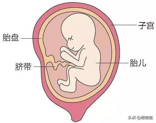 脐带绕颈对胎儿有什么影响,脐带绕颈对胎儿有危害吗