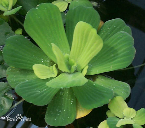 金鱼缸适合养什么水草图片,金鱼缸里养什么样的水草好